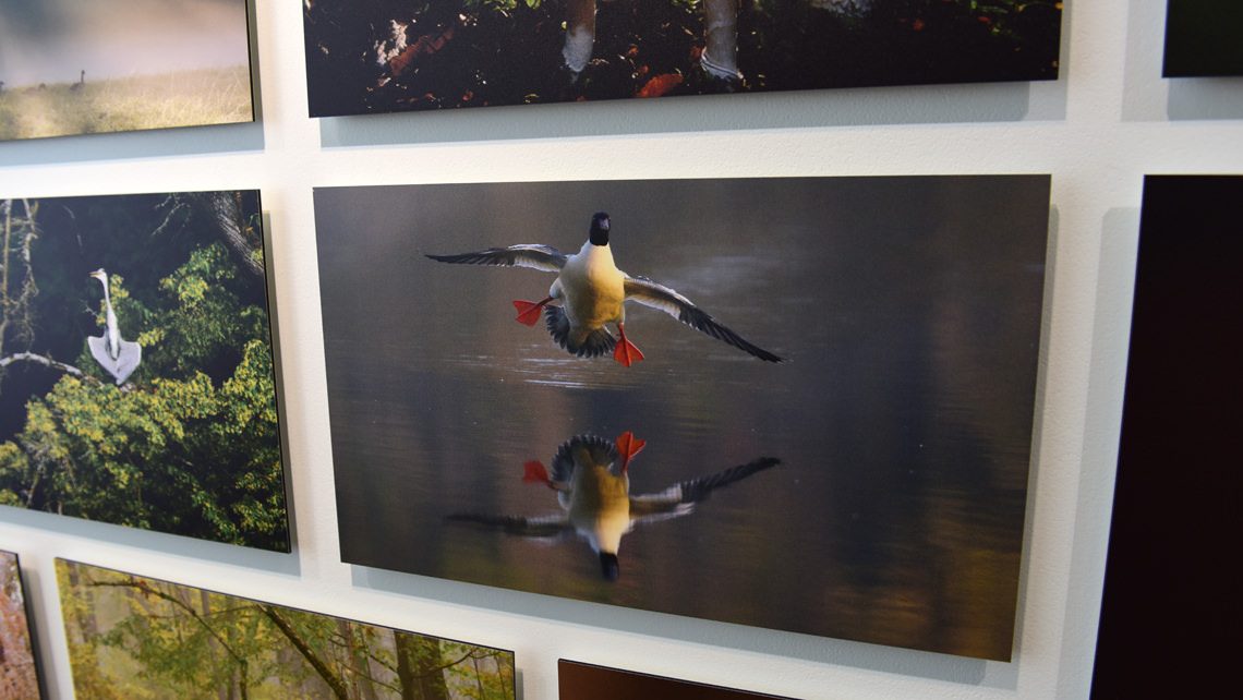 6 x 3 meter wallpaper in Nymphenburg Palace